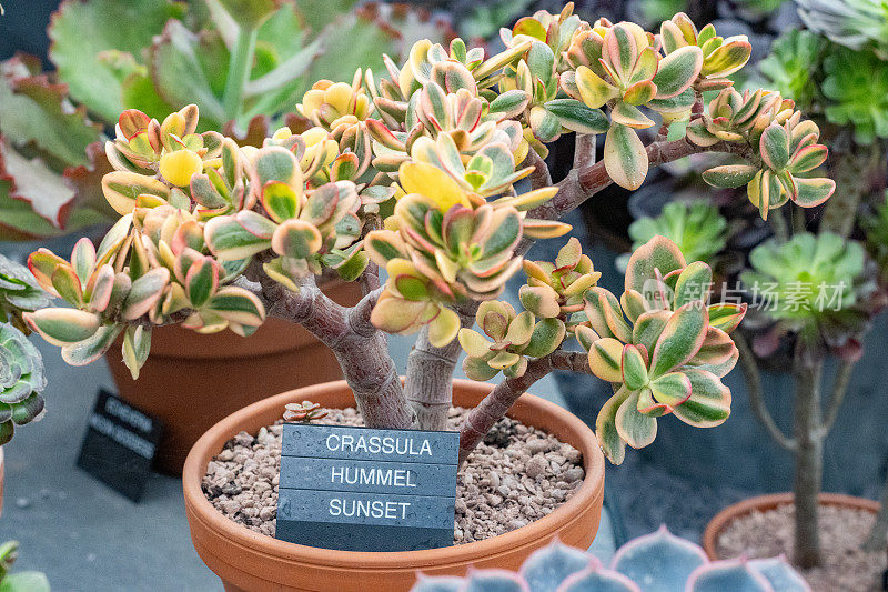 英国伦敦，Crassula Ovata“Hummel’s Sunset”(玉植物)